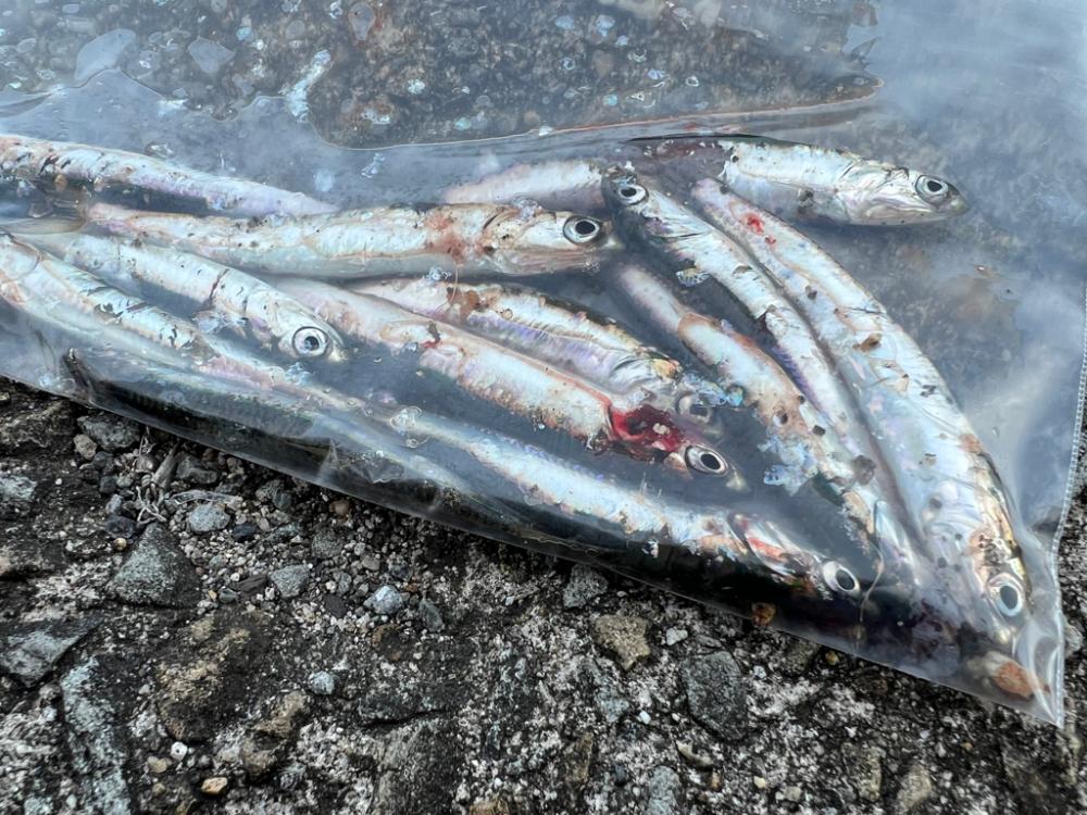 鯵を探して三千里 Vol.46