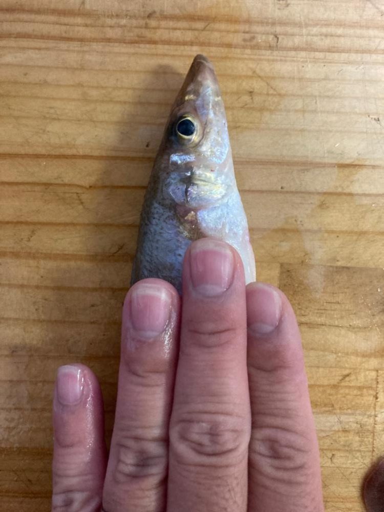 久しぶりのスペシャルゲスト