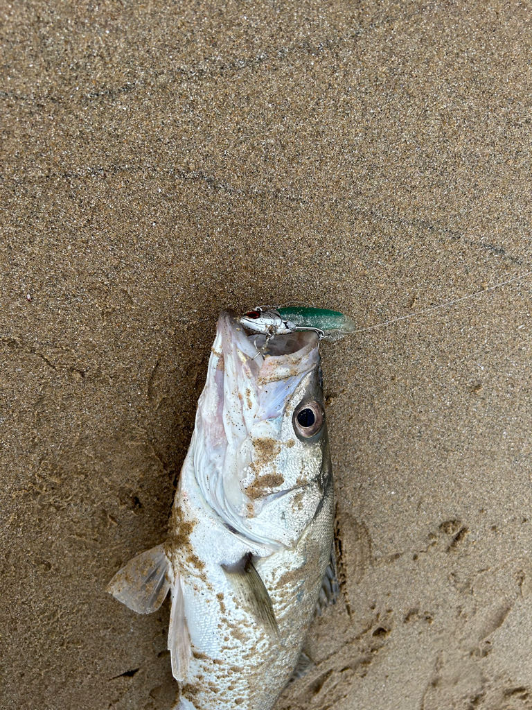 久々のデイシーバスキャッチ