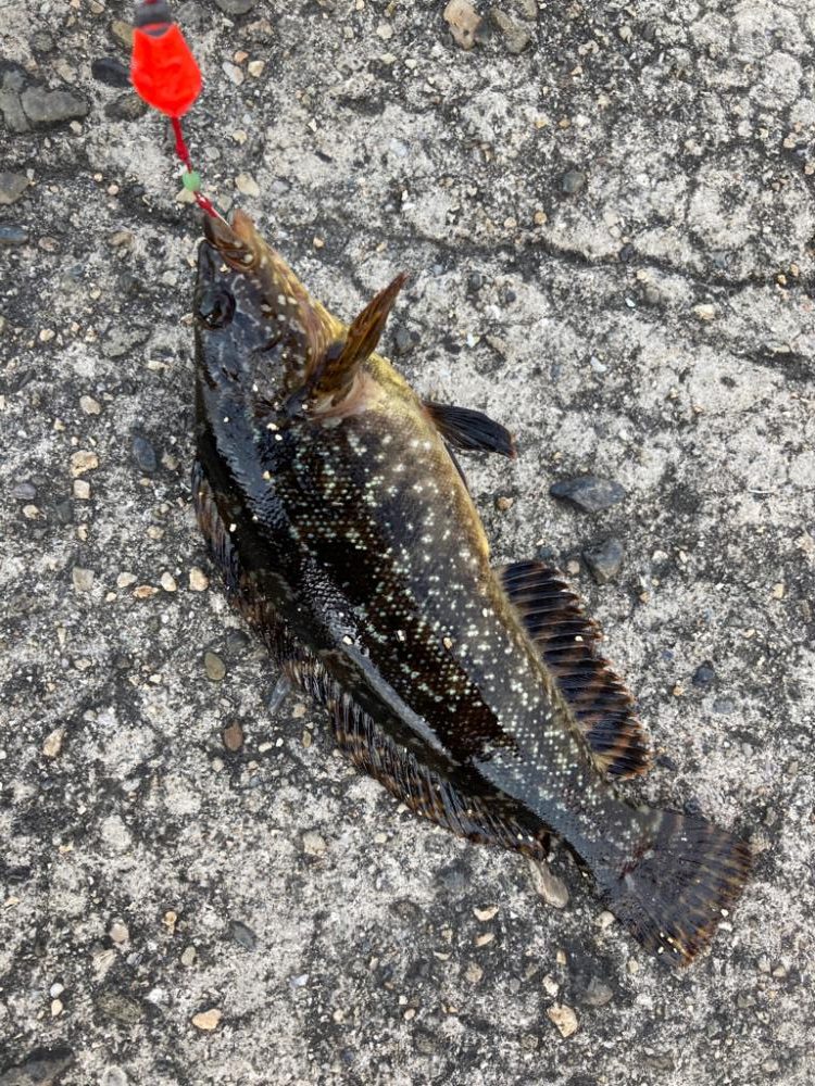 穴釣り５目狙い