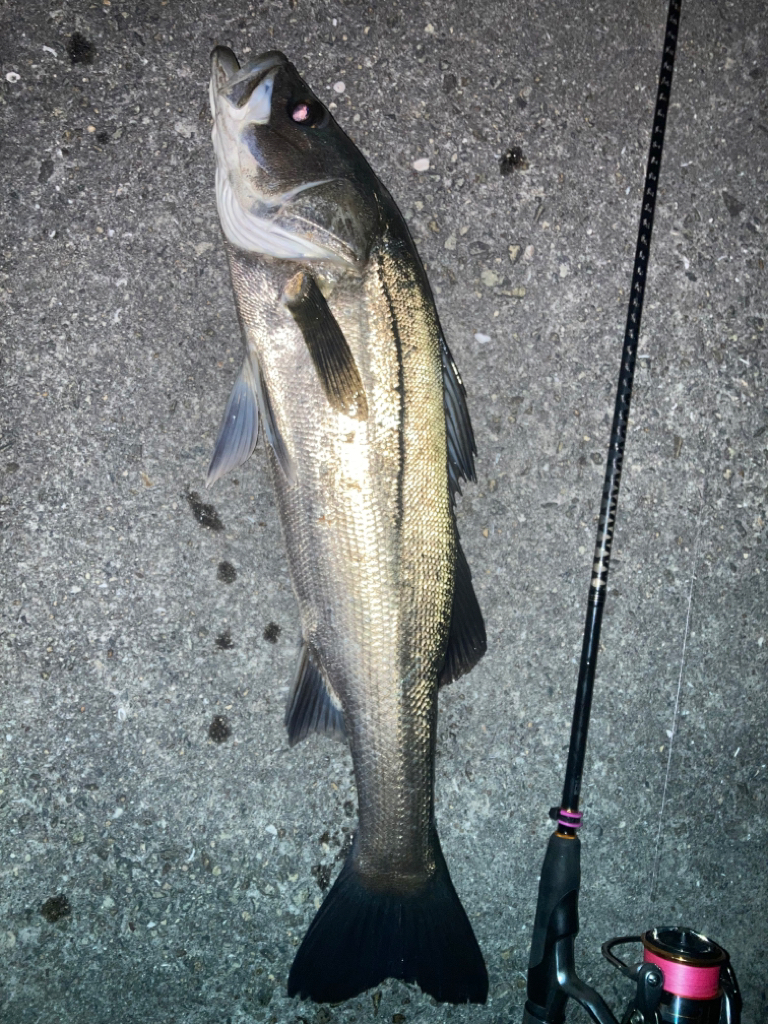 2023ライトゲーム第20戦