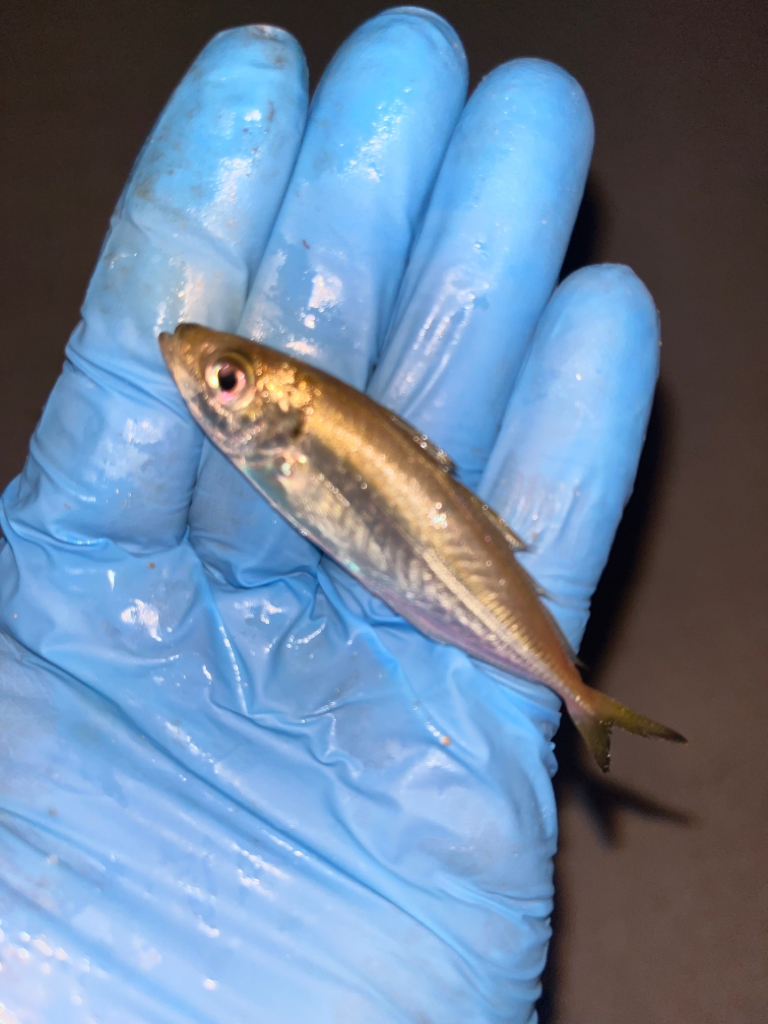 ナイトキス&餌アジング