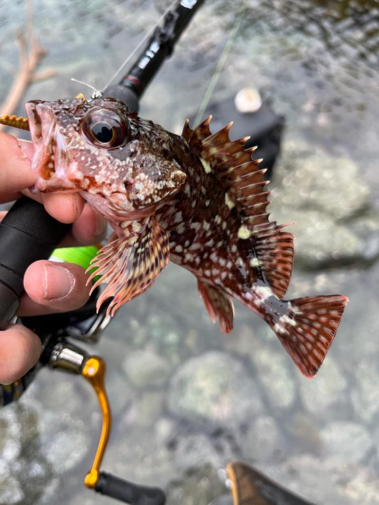 真昼のライトロック