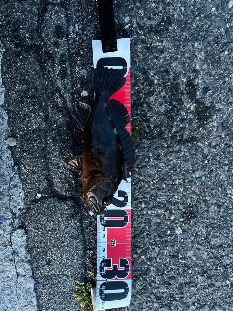 四日市、根魚祭り+1