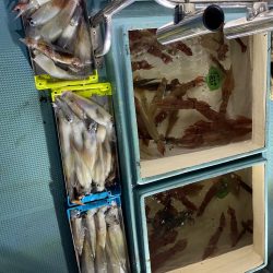 イカメタルシーズンイン