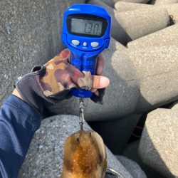 春イカシーズン到来(^｡^)