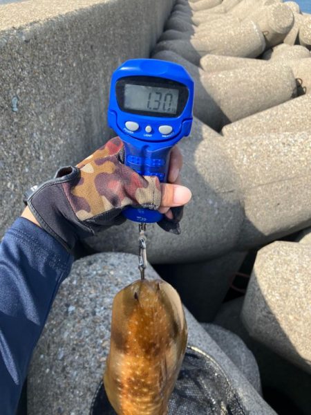 春イカシーズン到来(^｡^)