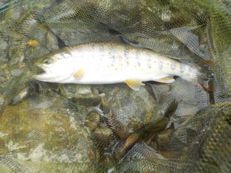 美山アマゴ釣行第4戦