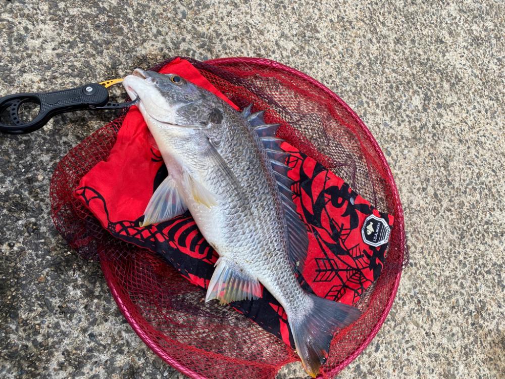 ヘチってきました