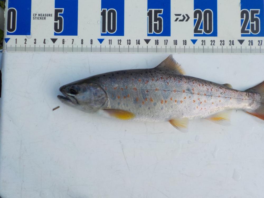 美山アマゴ釣行第5戦〜暑い🥵〜