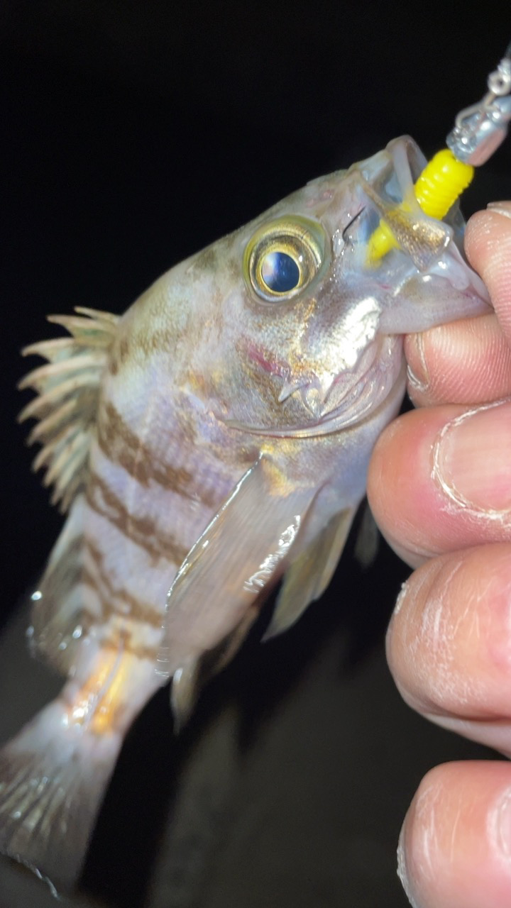 爆風メバリング