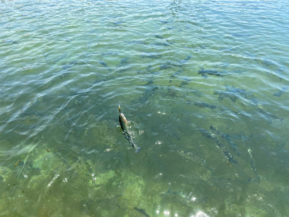 かめプー　魚はまだ沢山います。