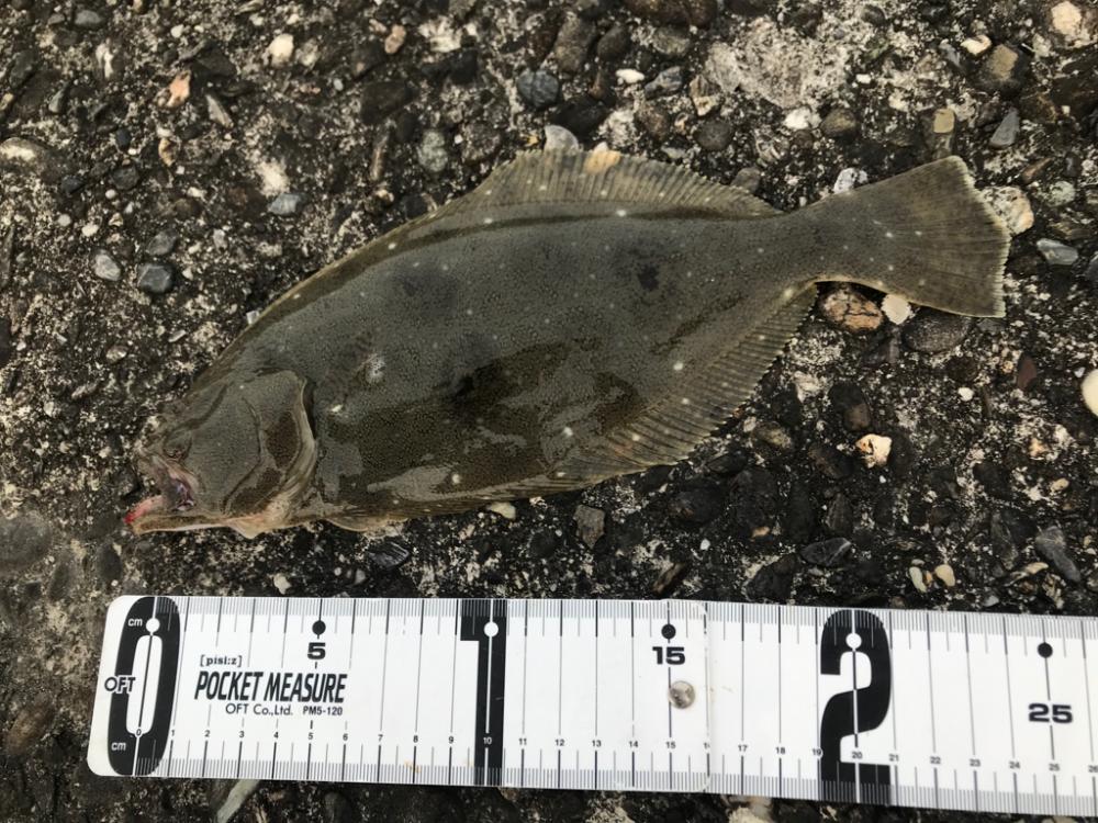 ソゲでもヒラメったい！