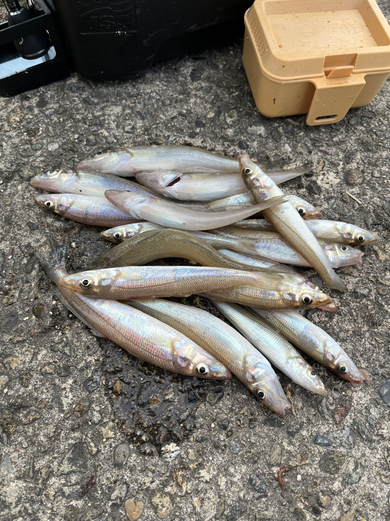 今年の初キス釣り