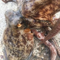 【タコフィネス】 シーズン初物。600g頭…