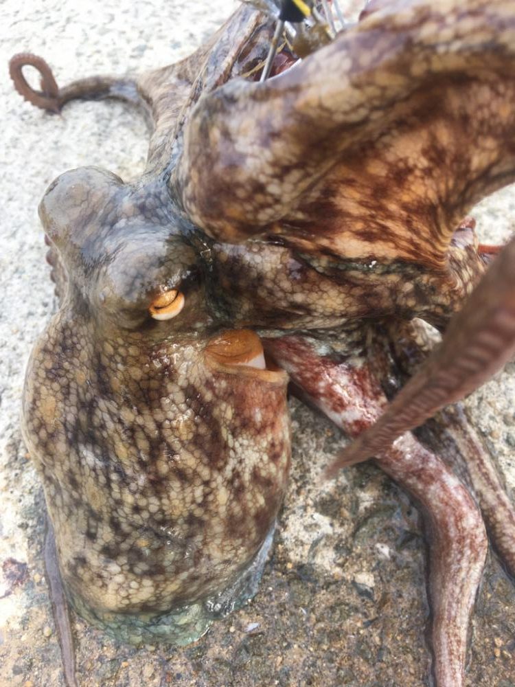 【タコフィネス】 シーズン初物。600g頭に3杯。