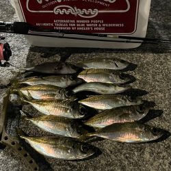 ジグ単deアジング…濁ってました。