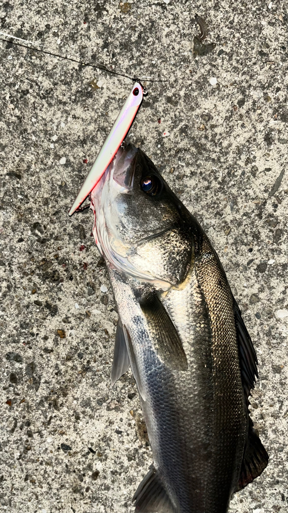 バチ抜けシーバス