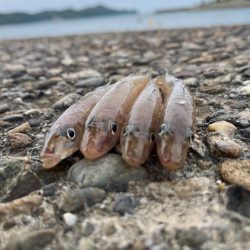 キスちょい投げ