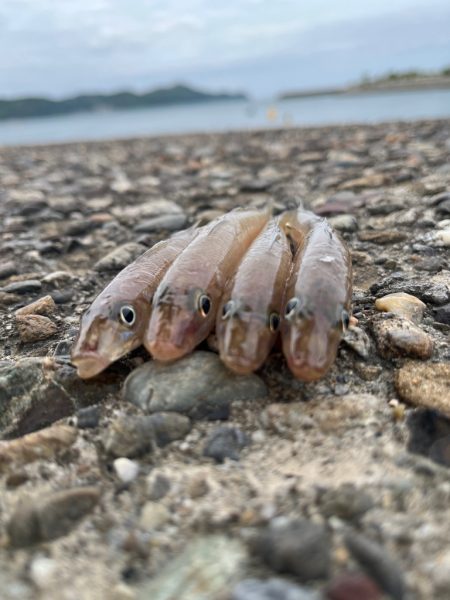 キスちょい投げ