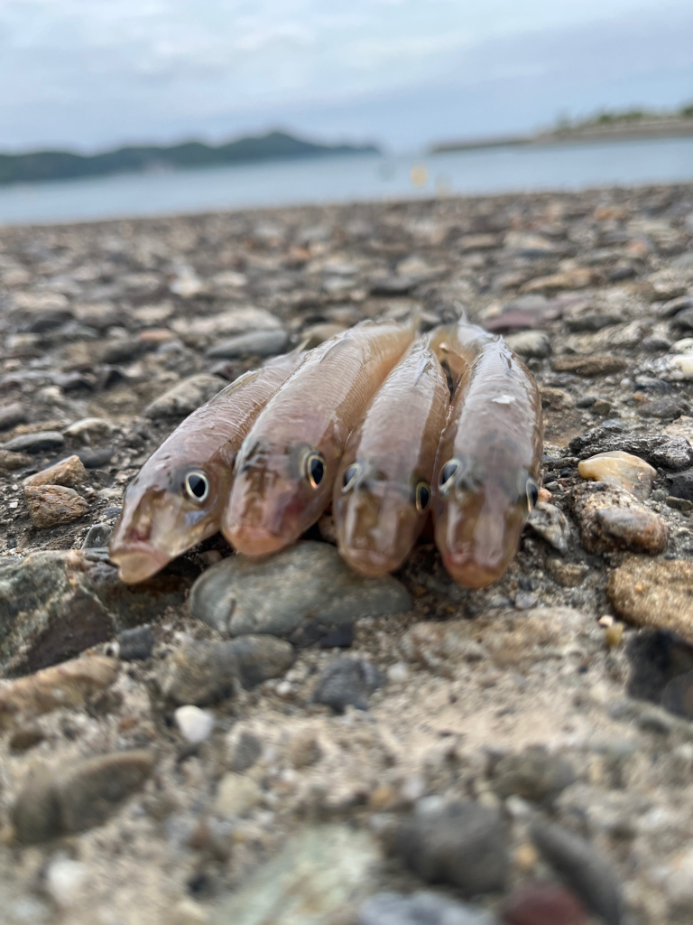 キスちょい投げ