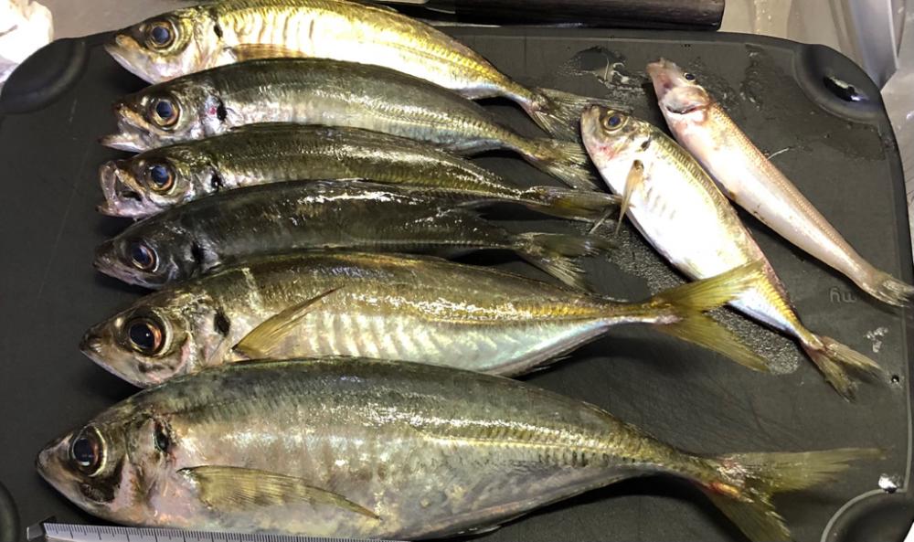 アジング〜投げ釣り