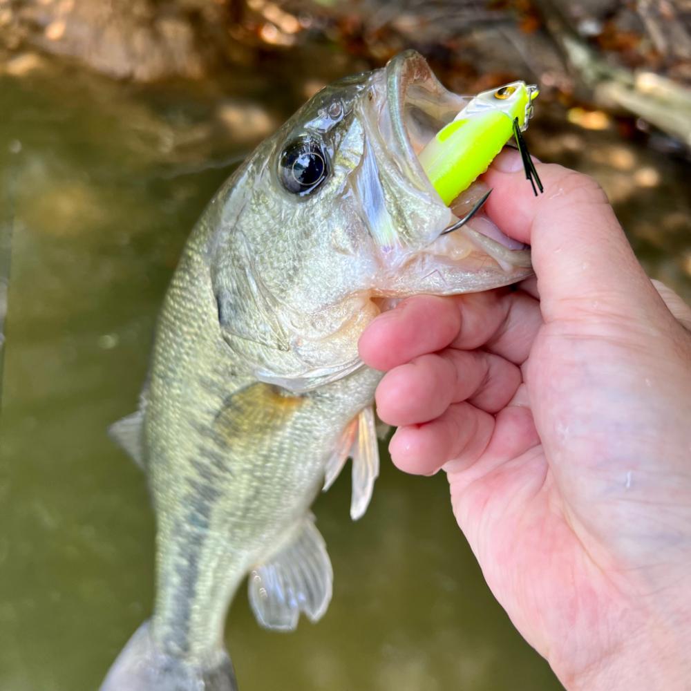 シャローフラット⚡️