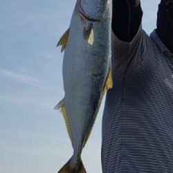 やっとのハマチ