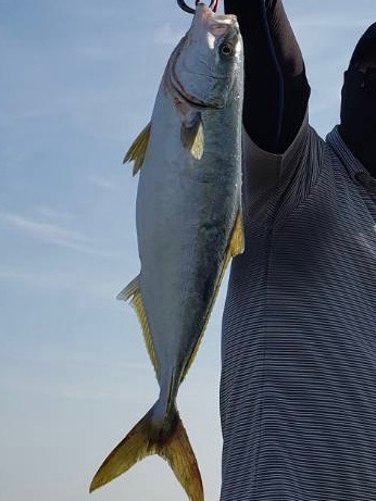 やっとのハマチ