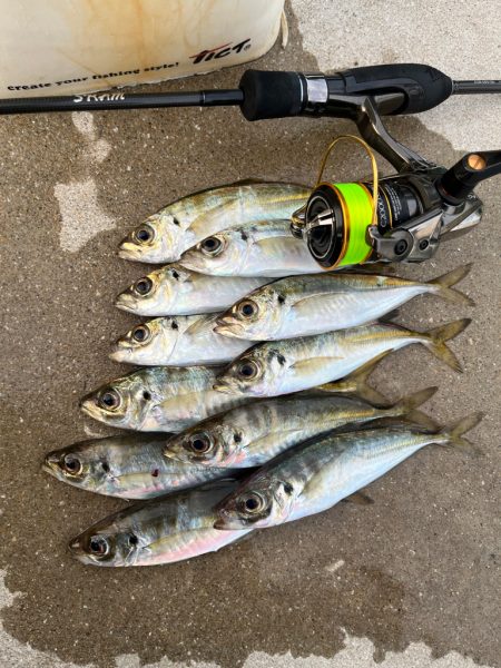 朝マズメ狙い③