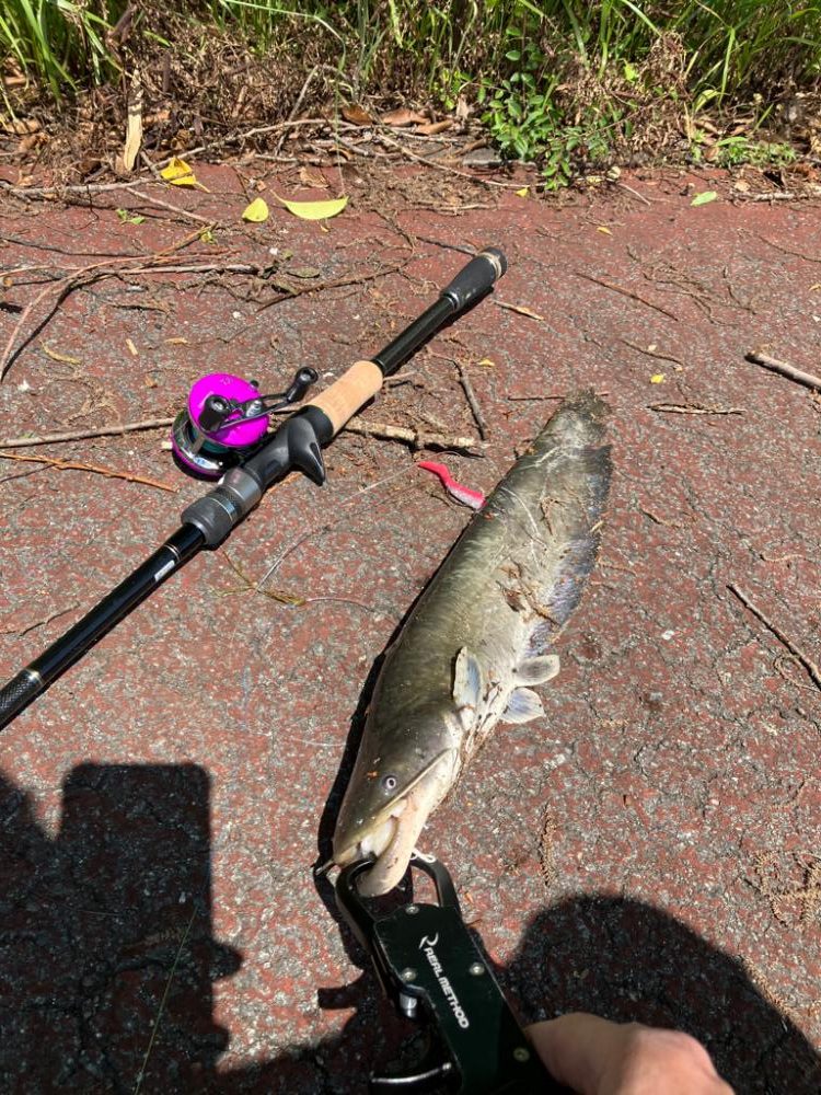 コロネット2でジカリグナマズ釣り