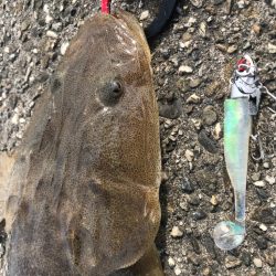 マチゴーたよ。マゴチ