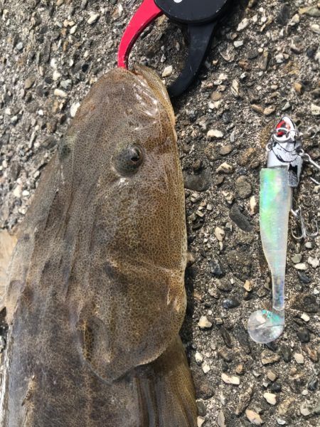 マチゴーたよ。マゴチ