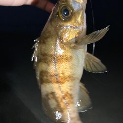 二見メバリング