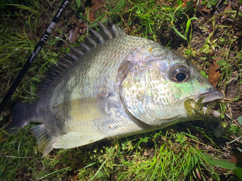 バチ抜け&チニング