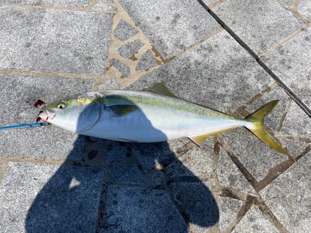 初ブリキャッチ！