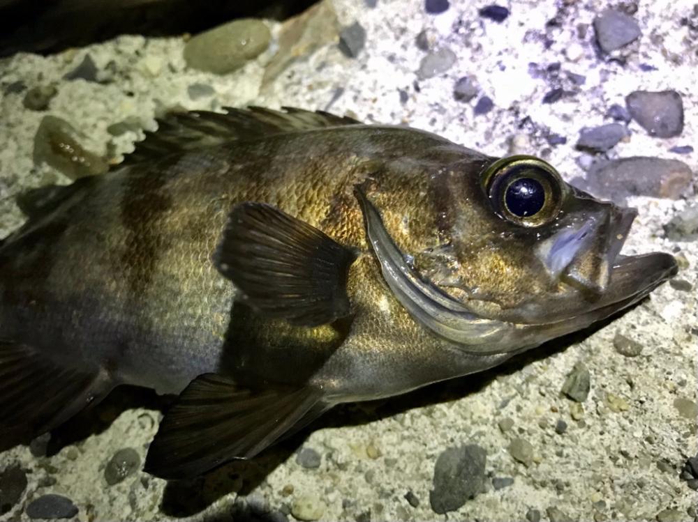 フロートメバリング