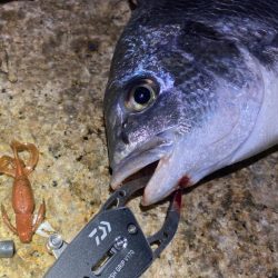 淀川ブリームゲーム