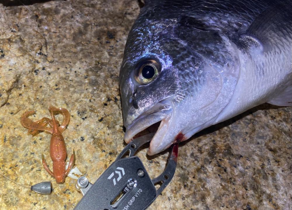 淀川ブリームゲーム