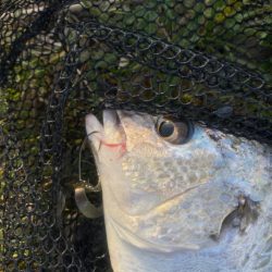 淀川ブリームゲーム