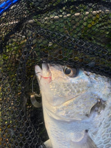 淀川ブリームゲーム