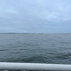 青物ありがとう