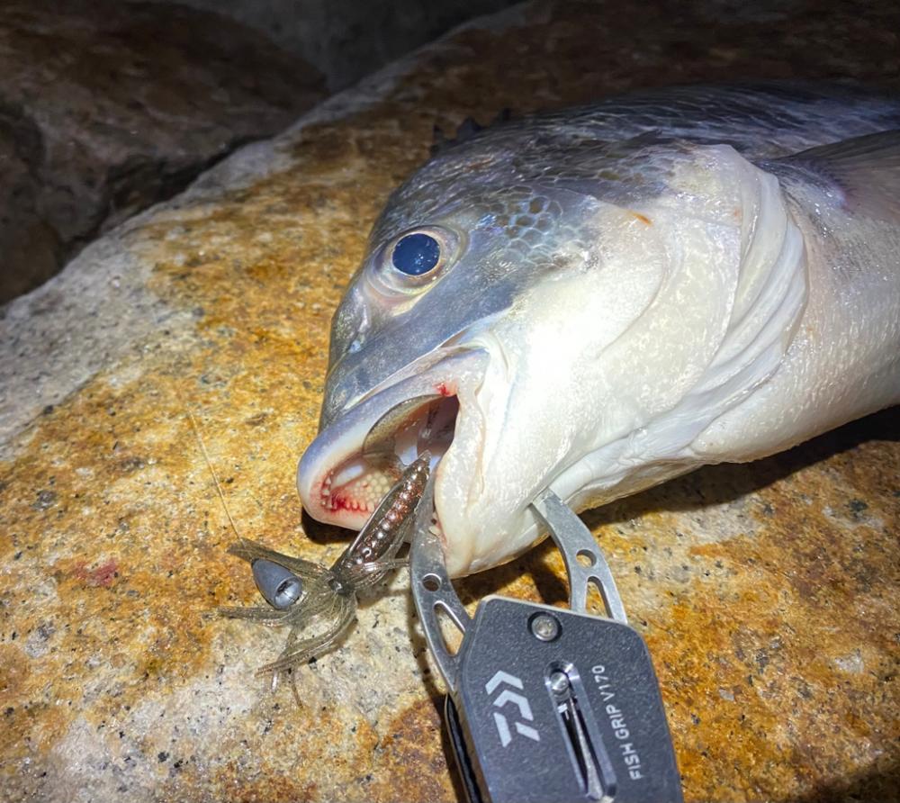 淀川ブリームゲーム