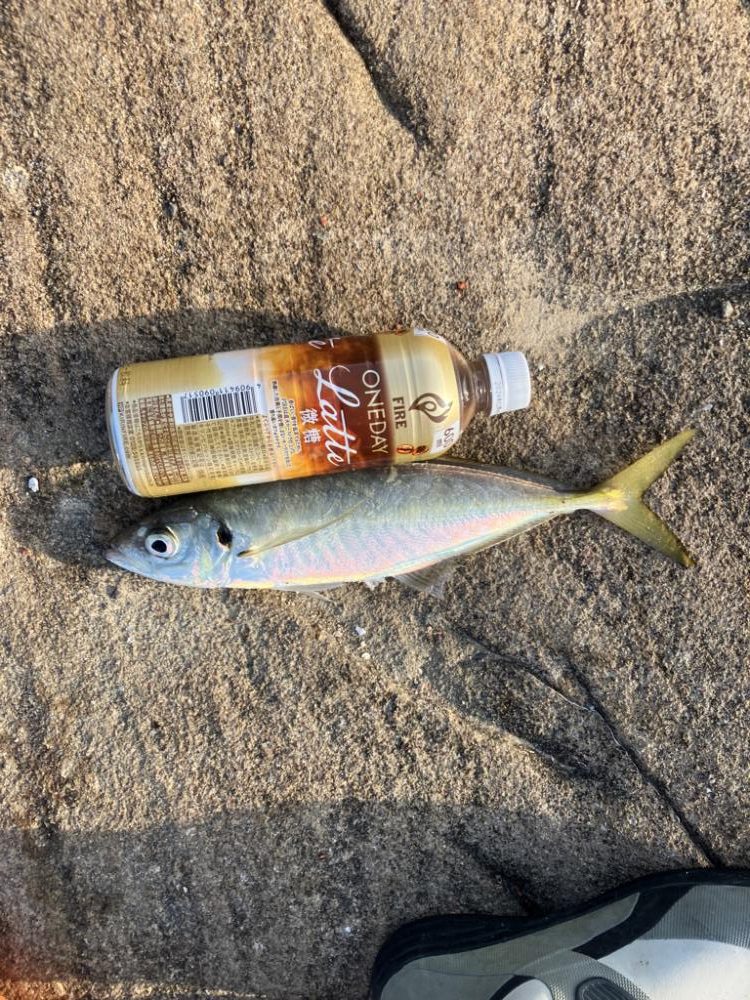 カゴ釣りで尺アジ