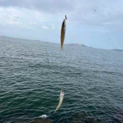 キス釣り開幕！サイズが極端に小さいけどボチボチ釣れます！！