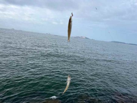 キス釣り開幕！サイズが極端に小さいけどボチボチ釣れます！！