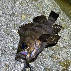 姫路でメバリング｜ワウムシャッド40モニター釣行