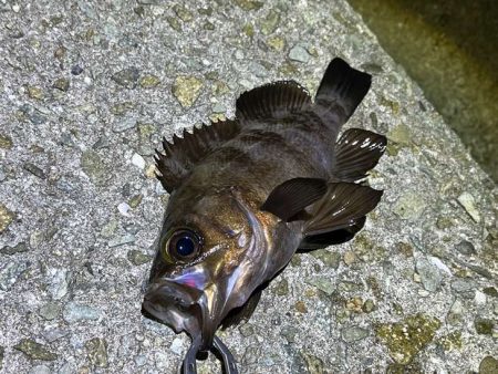 姫路でメバリング｜ワウムシャッド40モニター釣行