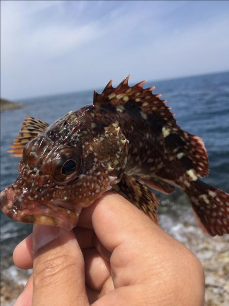 つっつっつっ遂にヒラマサ！！！