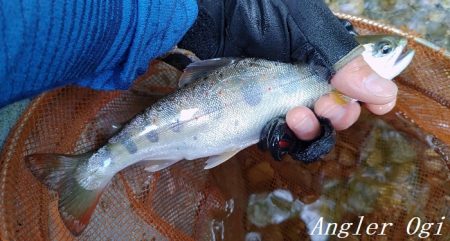 ブドウムシで良型連発!